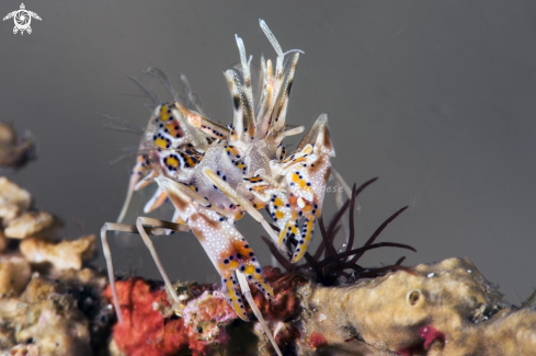 A Tiger shrimp