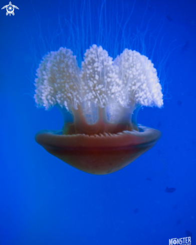 A Jellyfish 