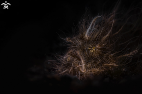 A Hairy Frogfish  pesce rana peloso 