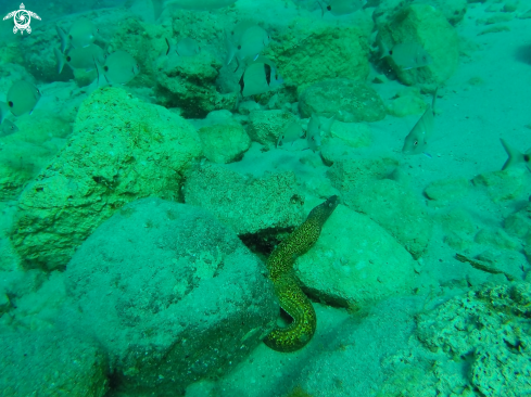 A mürena helana | Eel Moray