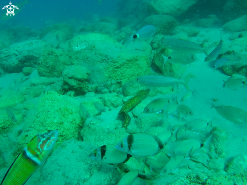 A mürena helana | Eel Moray