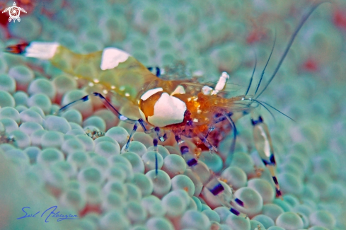 A Parasite on shrimp