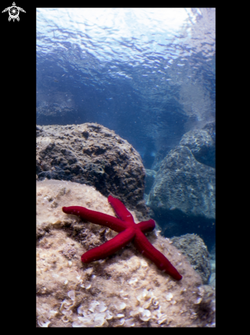 A Starfish