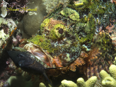 A Scorpionfish 