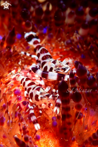 A (Periclimenes colmani) | Coleman's shrimp