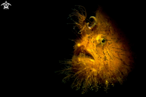 A Hairy Frogfish