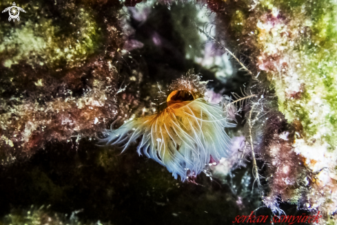 A Tube Worm 