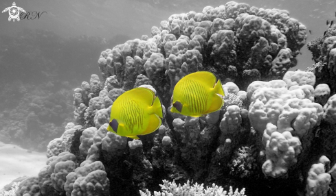 A masked butterflyfish