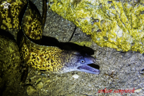 A Eel Moray