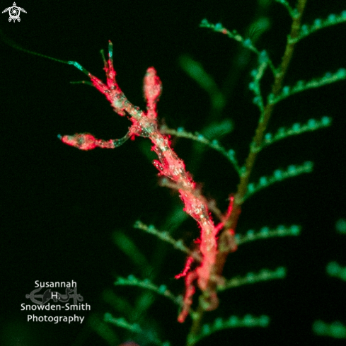 A Skeleton Shrimp