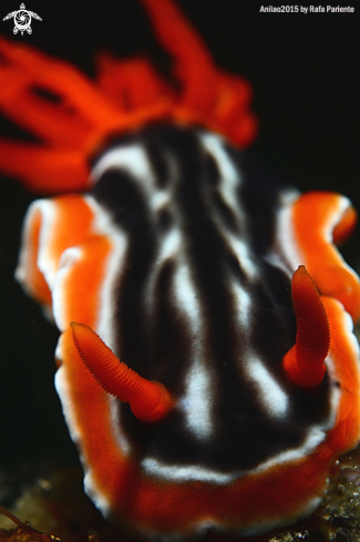 A Chromodoris  | Nudi 