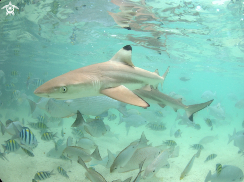 A Blacktip shark