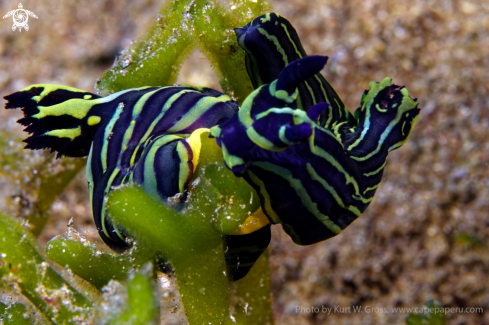 A Nudibranche