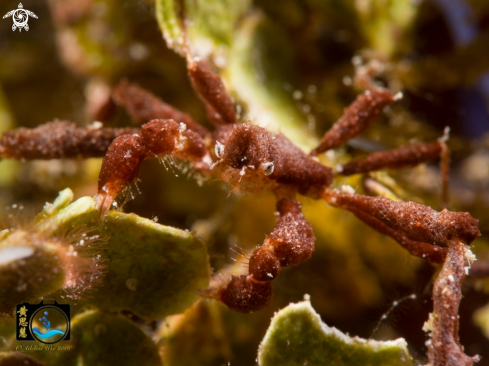 A Podochela sp | Neck crab