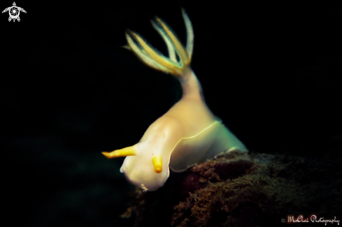 A Hypselodoris bullocki | Nudibranch