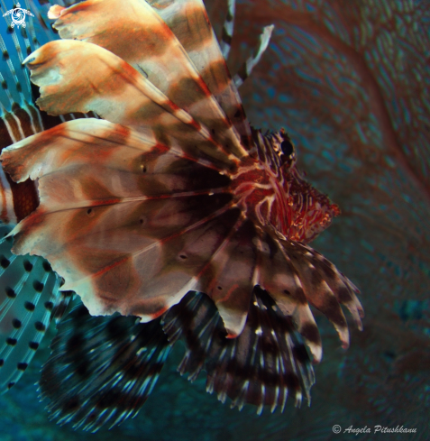 A Pterois volitans | Lionfish