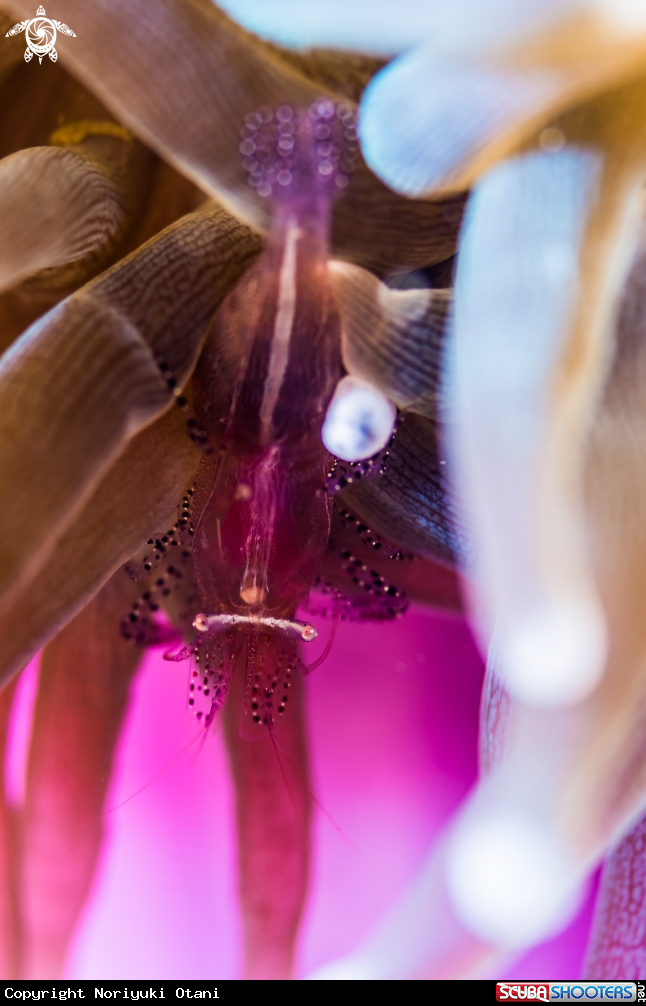 A anemone shrimp