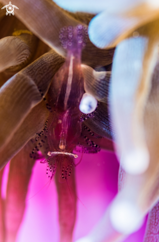 A anemone shrimp