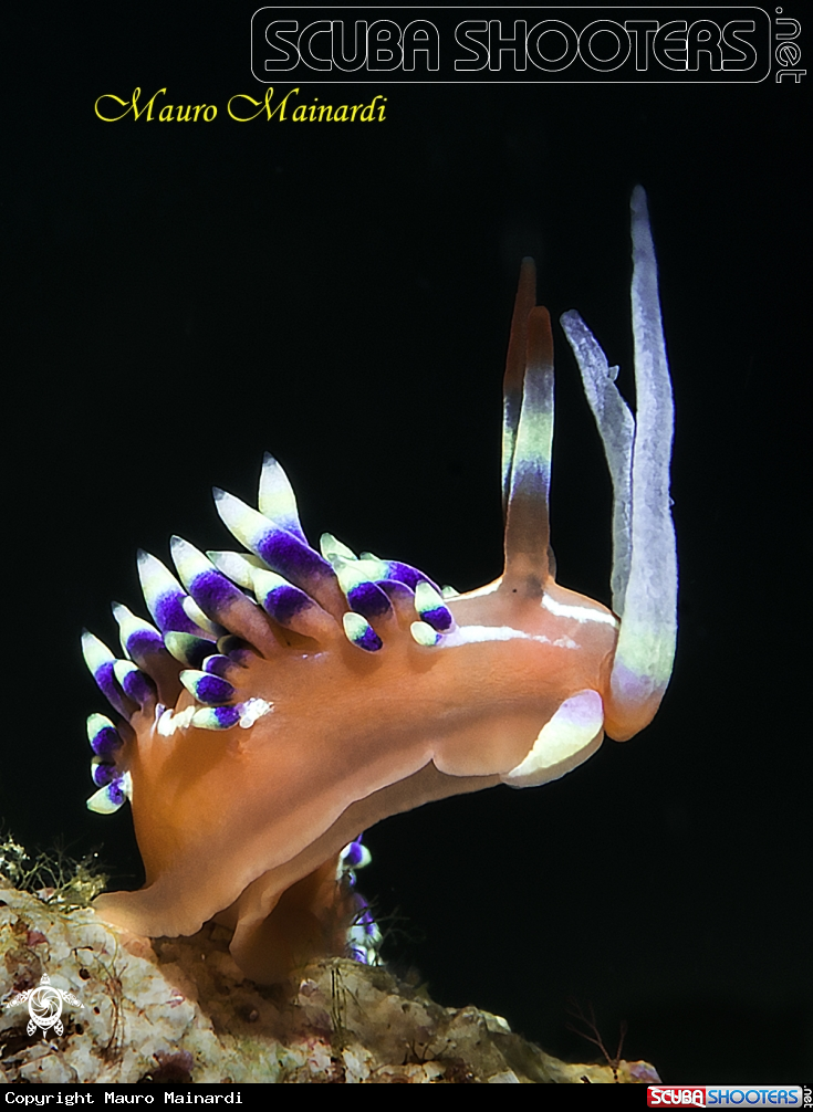 A Nudibranch