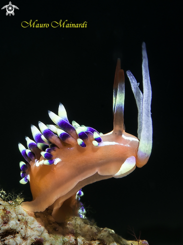 A Nudibranch