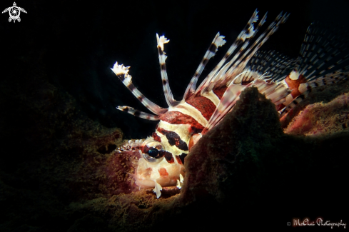 A Dendrochirus zebra | Lionfish