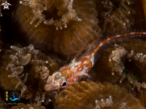 A Gobiidae | Goby