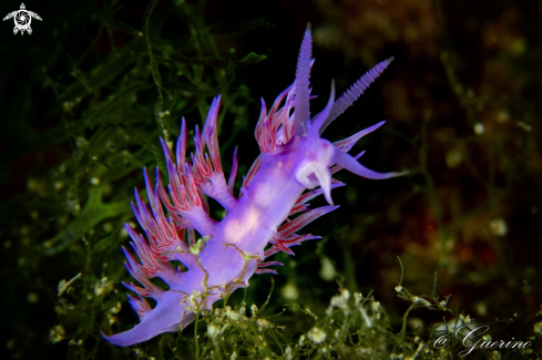 A nudibranch