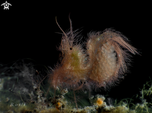 A Hairy Shrimp