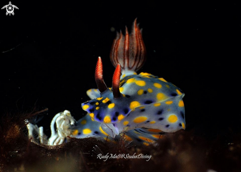 A Hypselodoris kanga | Nudibranch