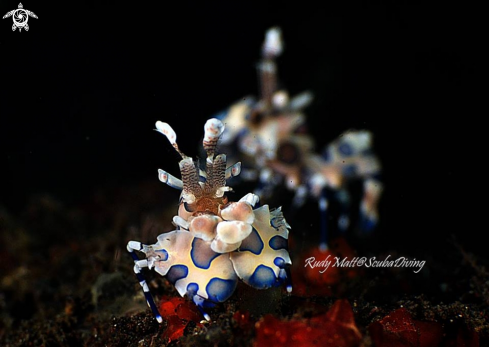 A Hymenocera picta | Harleguin Shrimp