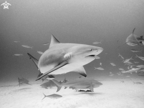 A Bull shark