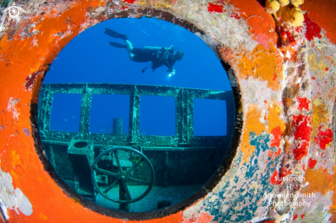 A Kittiwake shipwreck