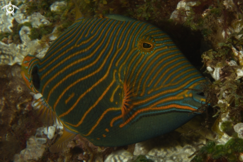 A Balistapus undulatus | Orange-lined Triggerfish