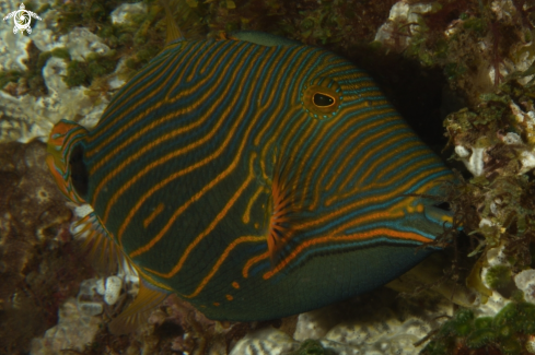 A Orange-lined Triggerfish