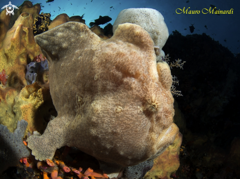 A Frogfish