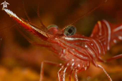 A Rhynchocinetes durbanensis | Hinged Beak Shrimp