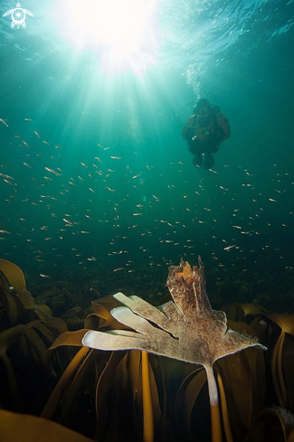 A Kelp forest