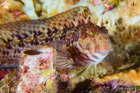 A  Blenniidae