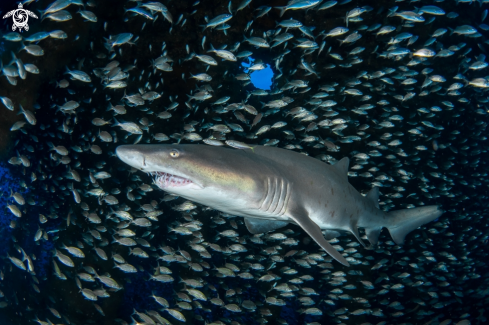 A Carcharias taurus | Sand Tiger Shark