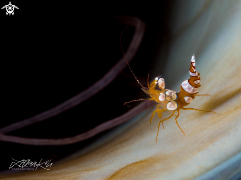 A Thor amboinensis | Sexy shrimp