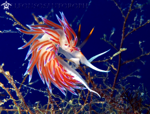 A cratena peregrina