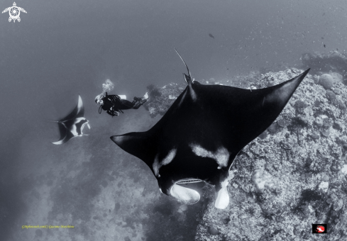 A Manta birostris