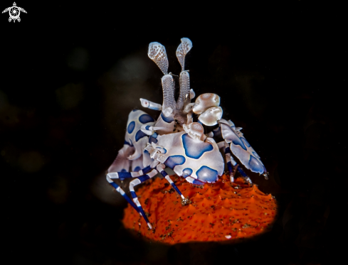 A Hymenocera picta | Arlequin shrimp