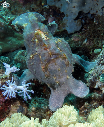 A  Antennarius  sp. | Frogfish