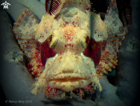 A Scorpaenidae | Scorpionfish 