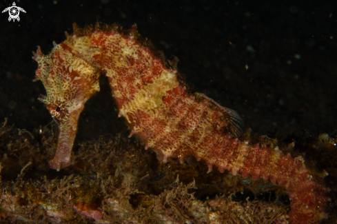 A Hippocampus histrix | Thorny Seahorse