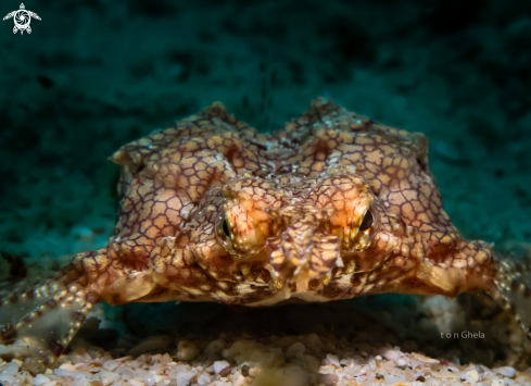 A Dragon Sea Moth