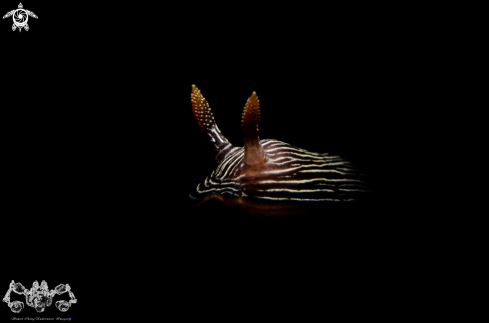 A Nudibranch