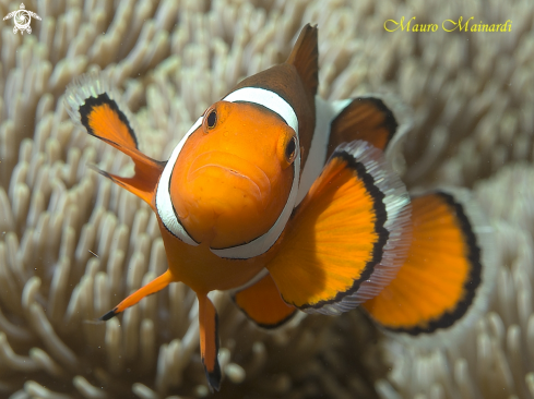 A Clown fish