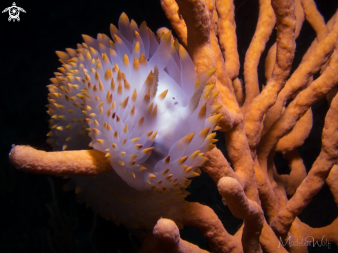 A Bonisa nakaza | Orange Gas flame Nudibranch